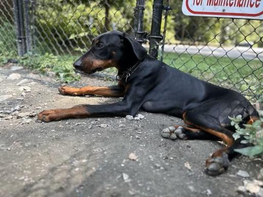 Toby, a Adopted Doberman Pinscher in Arlington, VA image 2/5