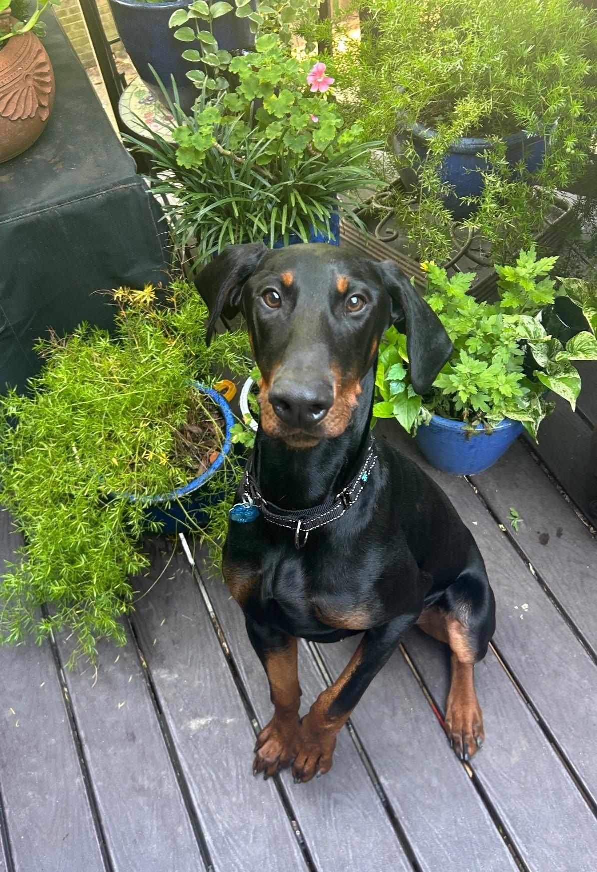 Toby, a Adopted Doberman Pinscher in Arlington, VA image 3/5