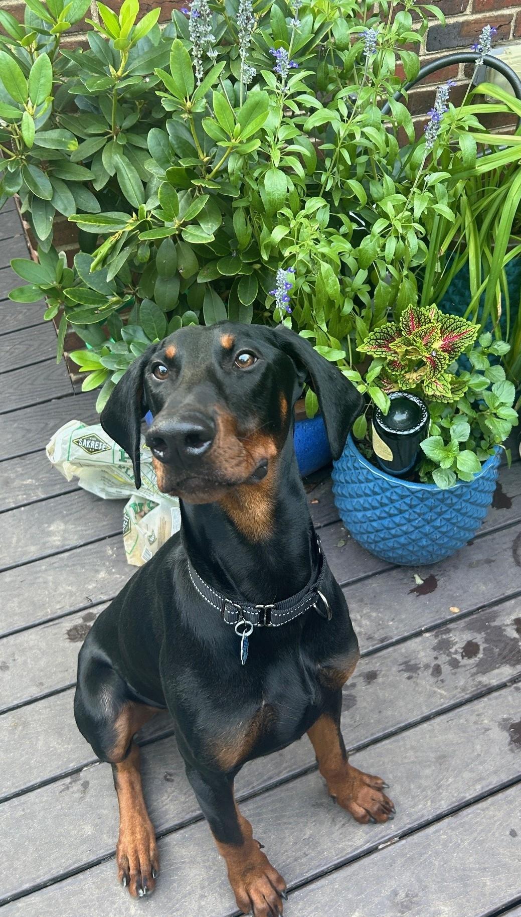 Toby, a Adopted Doberman Pinscher in Arlington, VA image 1/5