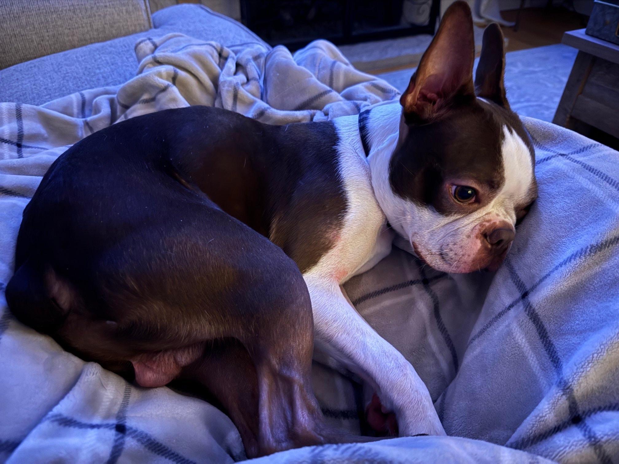 Lightning, adopted, Young Male Boston Terrier.