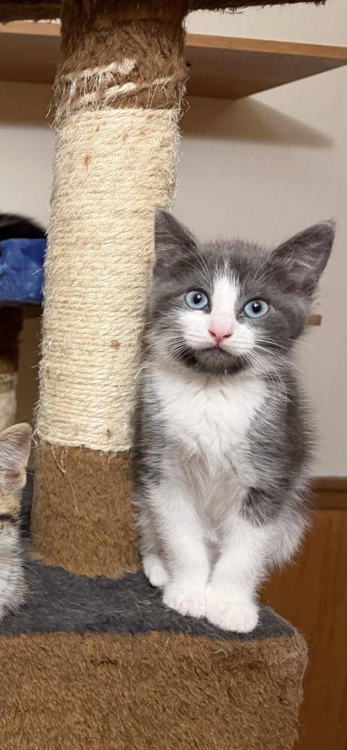 Dixie, ADOPTABLE, Young Female American Shorthair.
