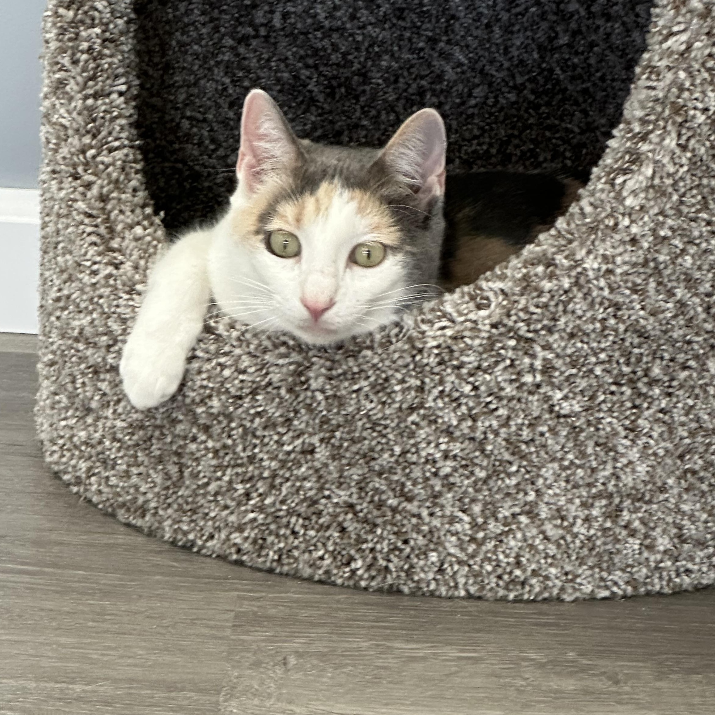 Dixie, ADOPTABLE, Adult Female Domestic Short Hair & Dilute Calico.