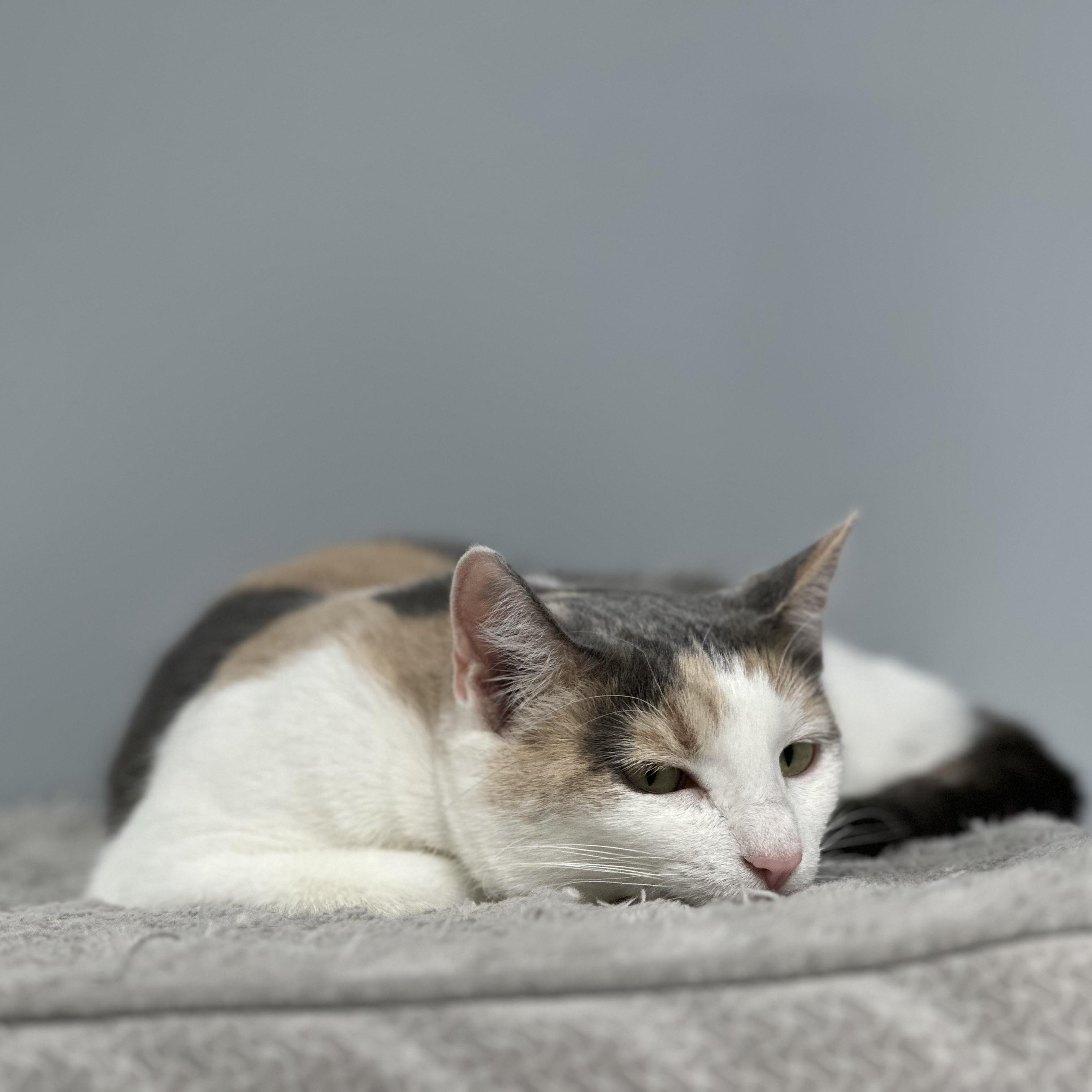 Enlarge Dixie, a ADOPTABLE mixed breed in Blaine , MN image 2/6