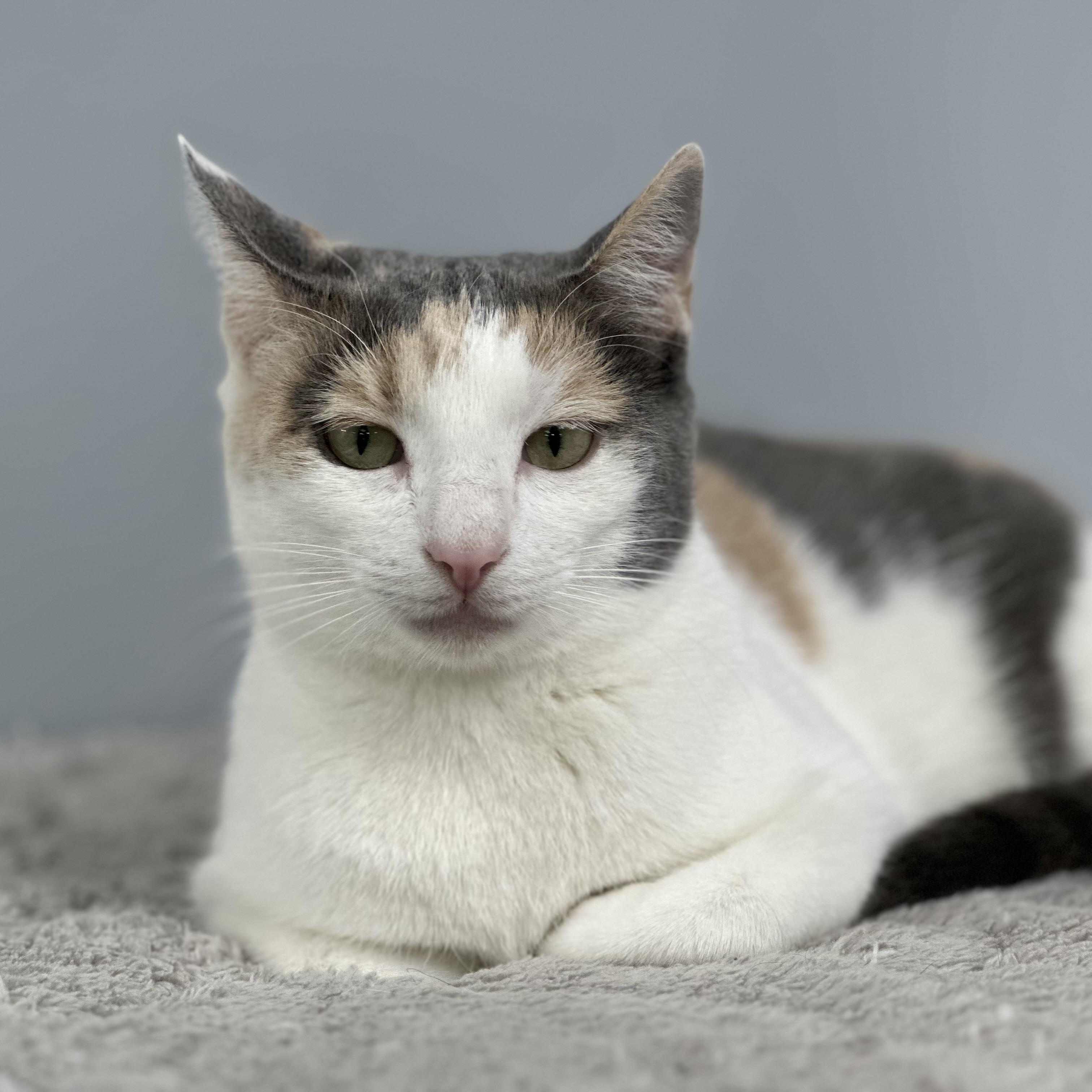 Enlarge Dixie, a ADOPTABLE mixed breed in Blaine , MN image 3/6