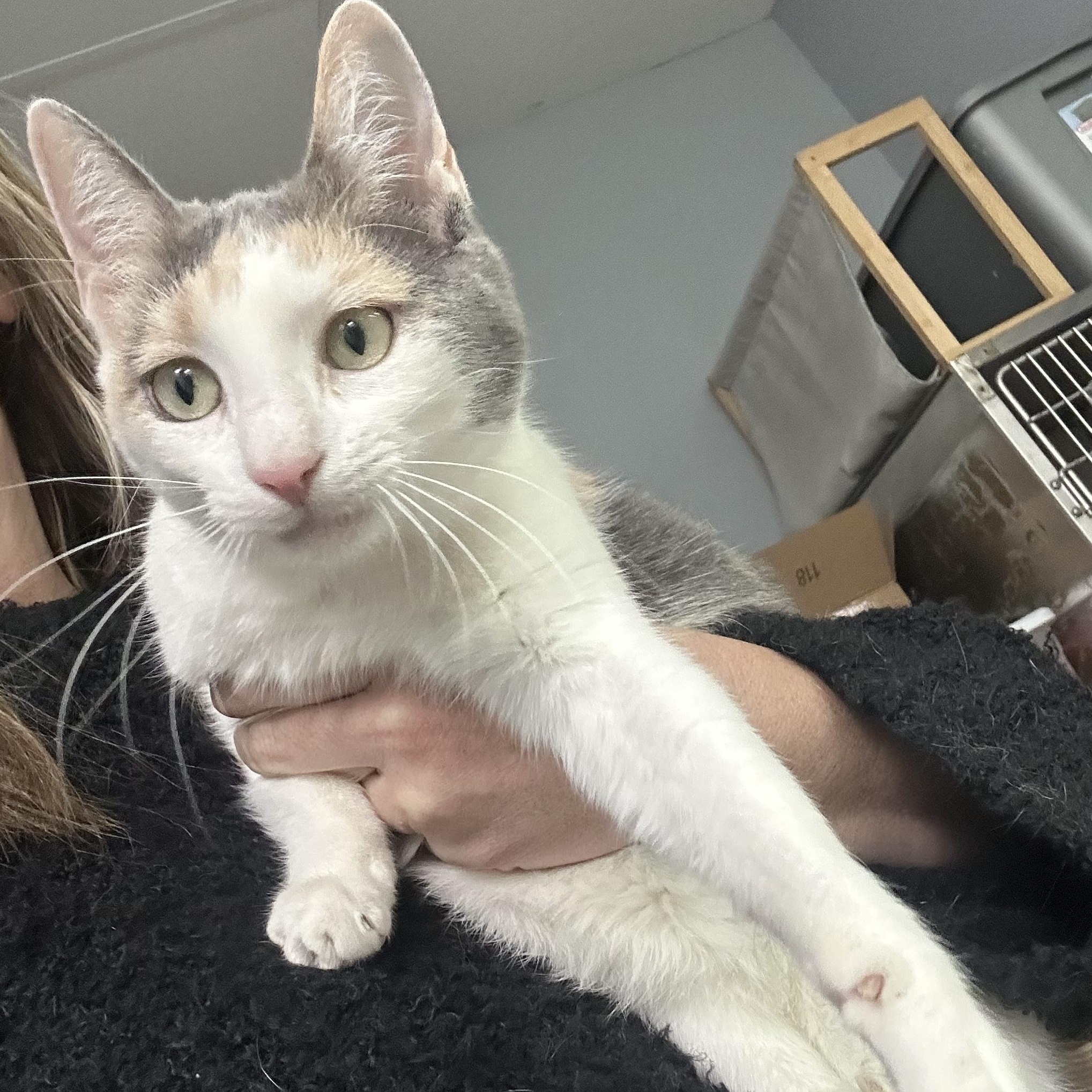 Enlarge Dixie, a ADOPTABLE mixed breed in Blaine , MN image 6/6