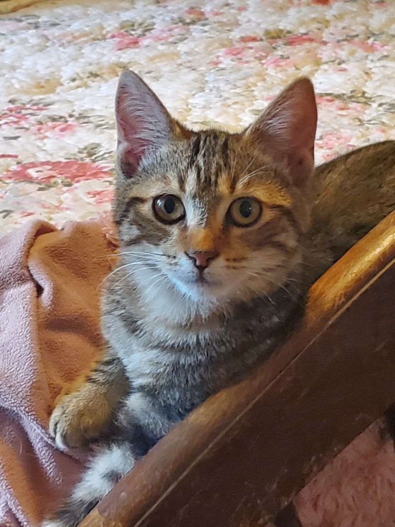 Reed, Young Male American Shorthair