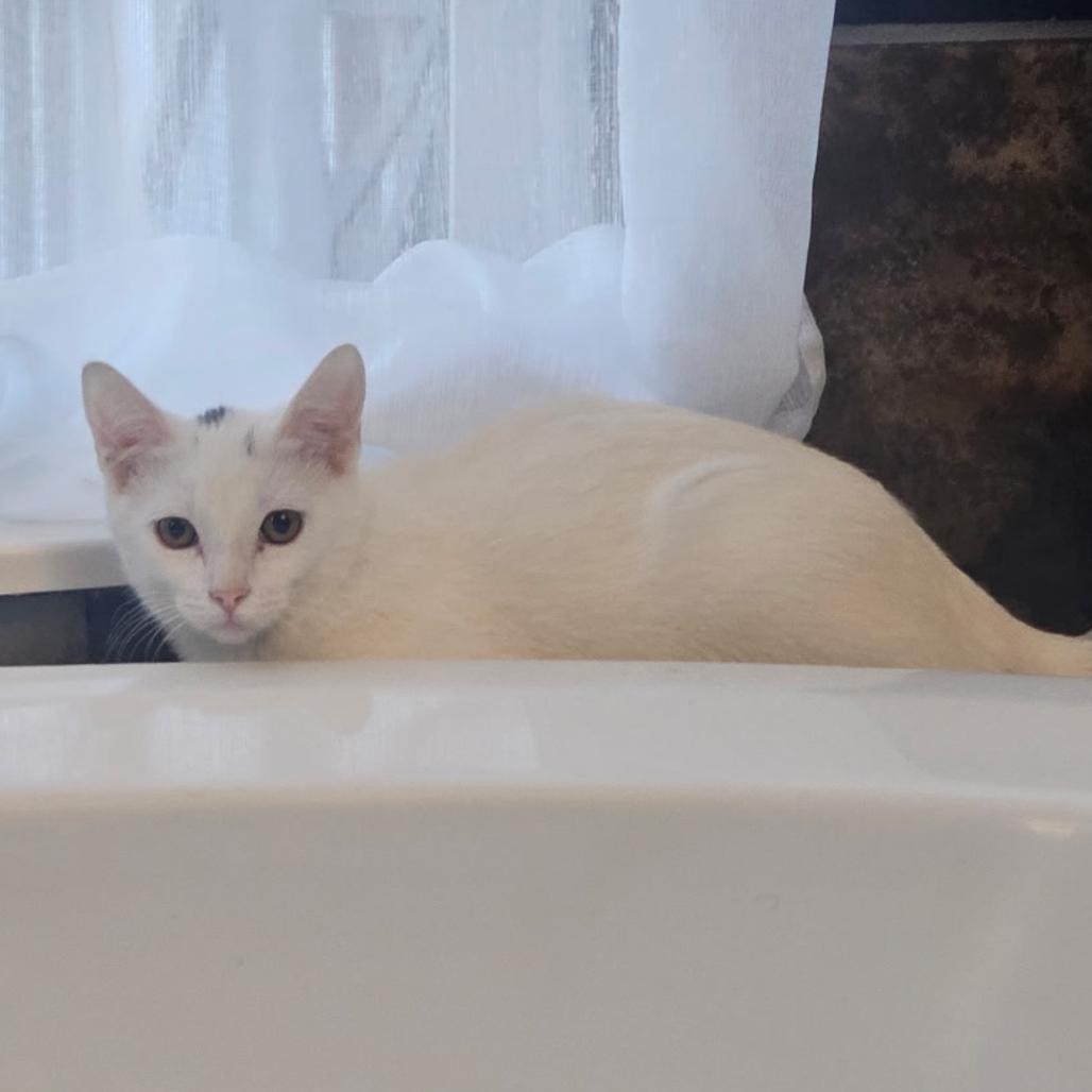 Snowball, Adoptable, Kitten Female Domestic Short Hair.