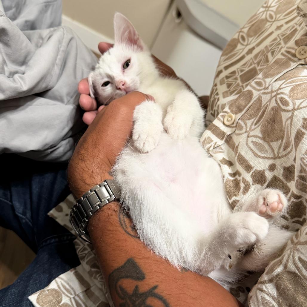 Enlarge Snowball, a Adoptable Domestic Short Hair in Ashland, OR image 2/2
