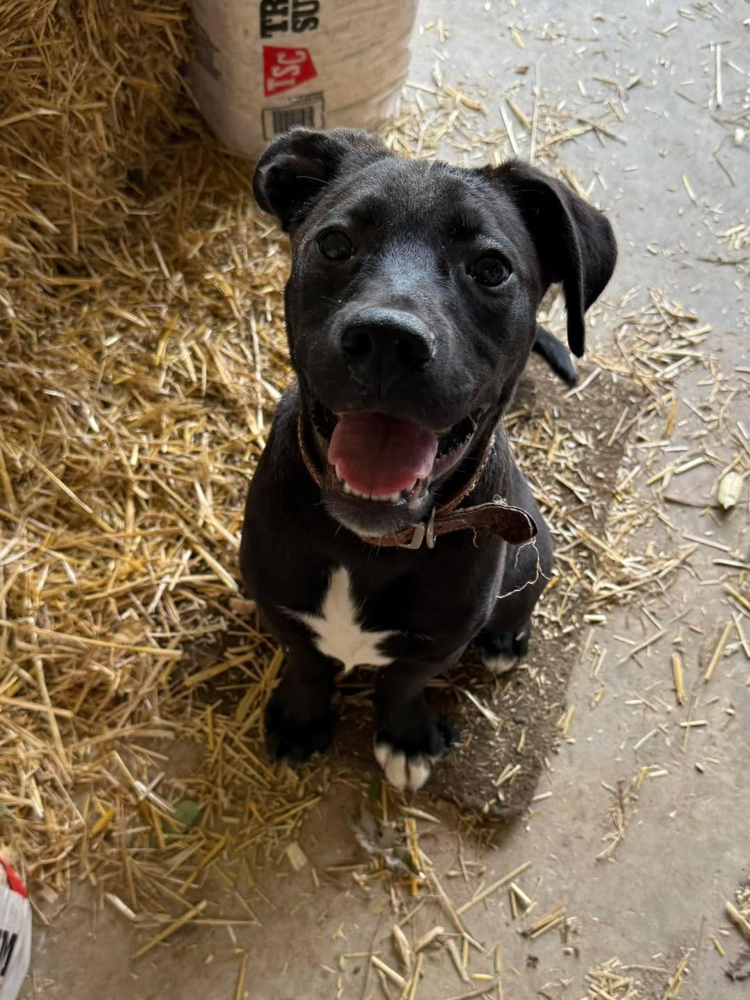Sinbad, Baby Male Black Labrador Retriever