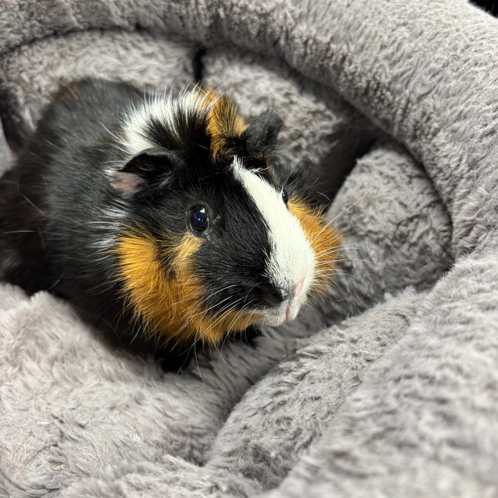 Enlarge Shadow, a Adoptable Guinea Pig in Hawthorne, CA image 1/4