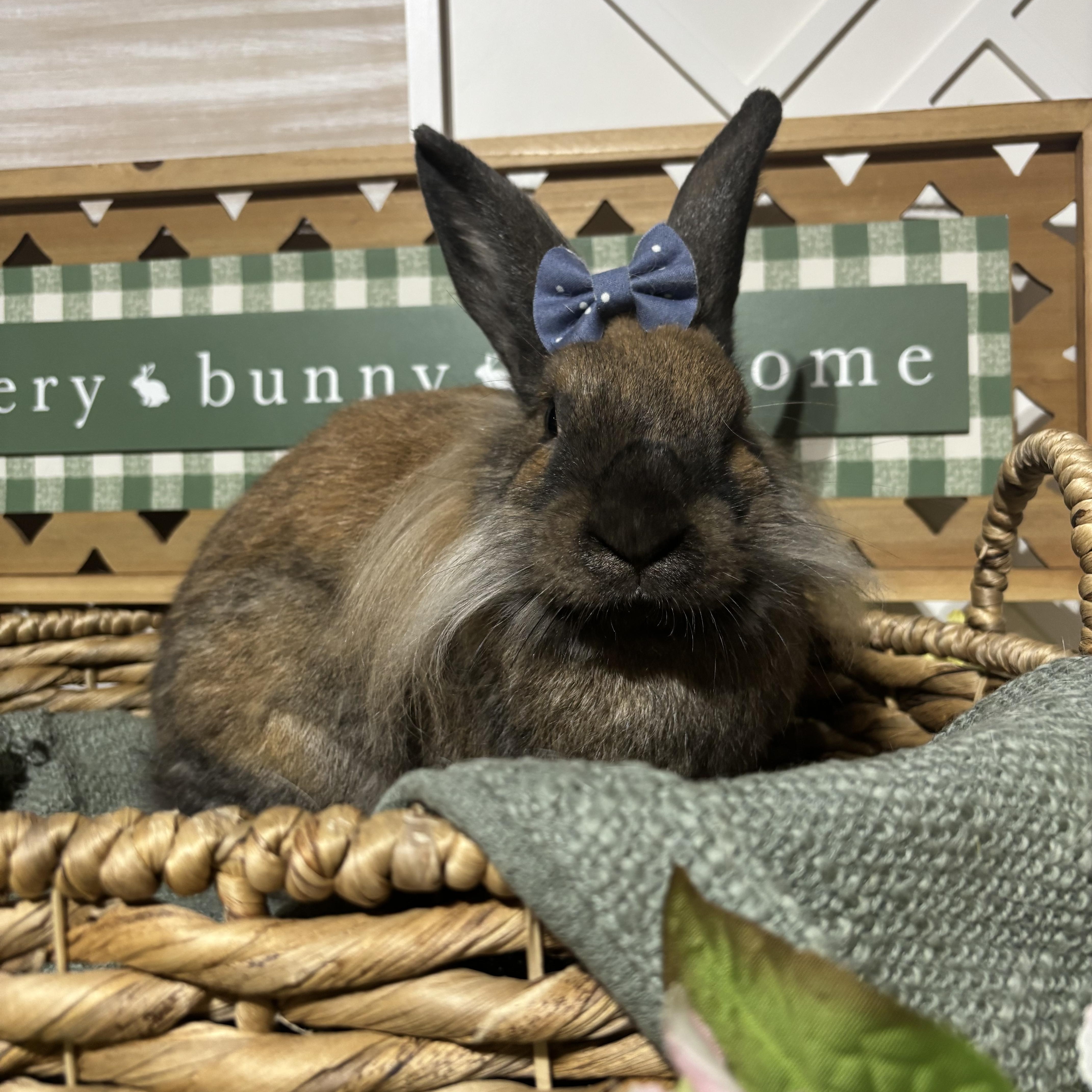 Enlarge Sammi: video!!, a ADOPTABLE Lionhead in Edinburg, PA image 5/6