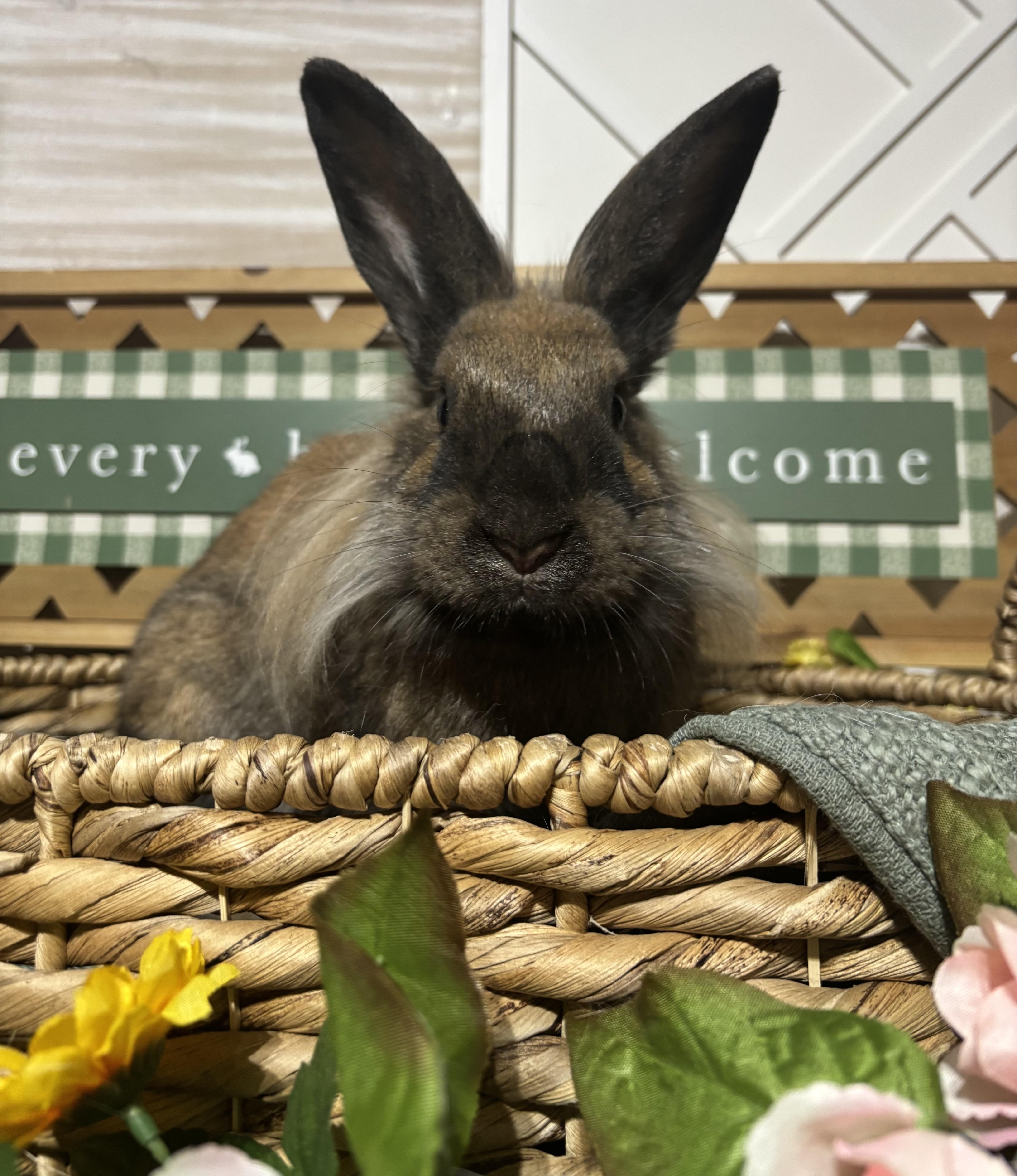 Enlarge Sammi: video!!, a ADOPTABLE Lionhead in Edinburg, PA image 4/6
