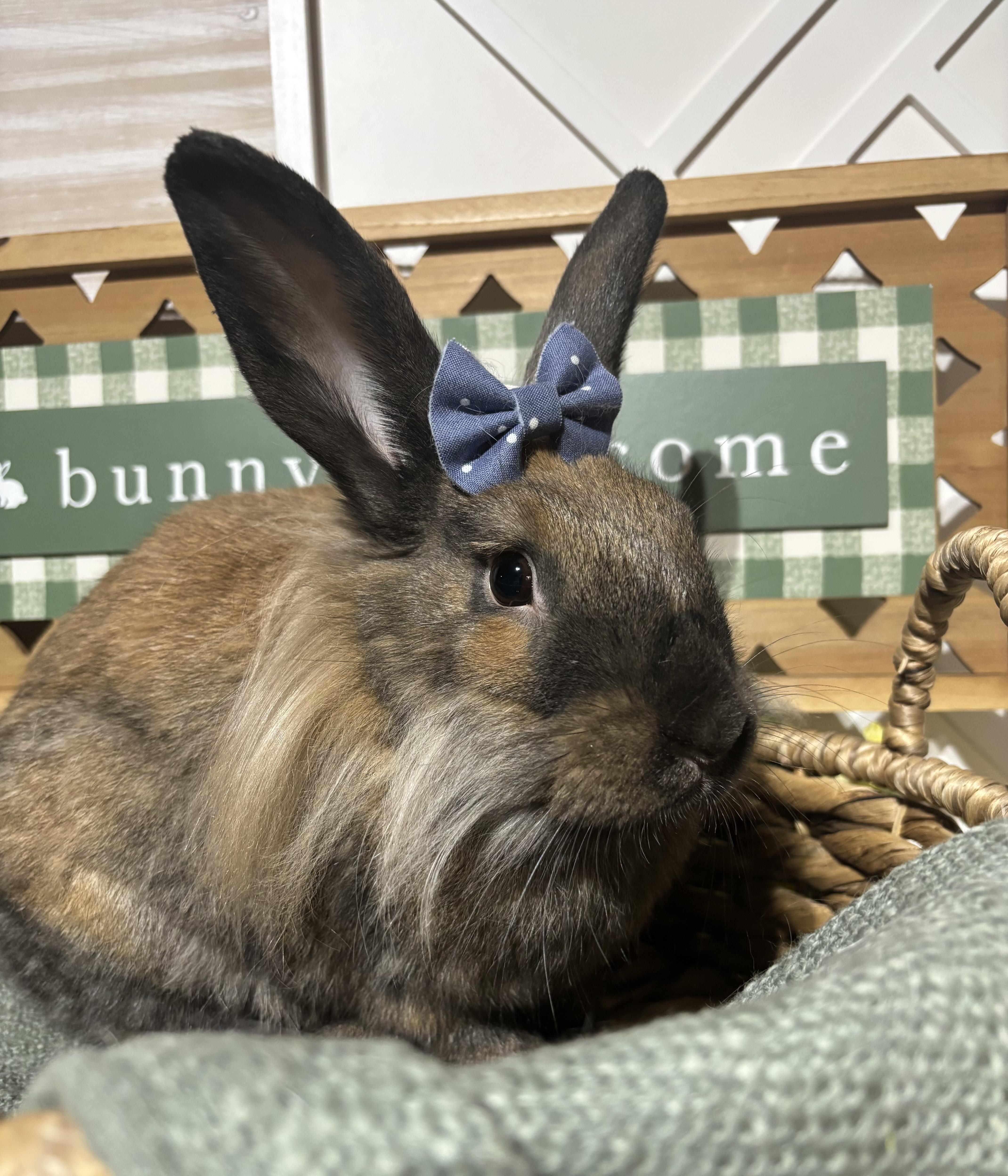 Enlarge Sammi: video!!, a ADOPTABLE Lionhead in Edinburg, PA image 1/6