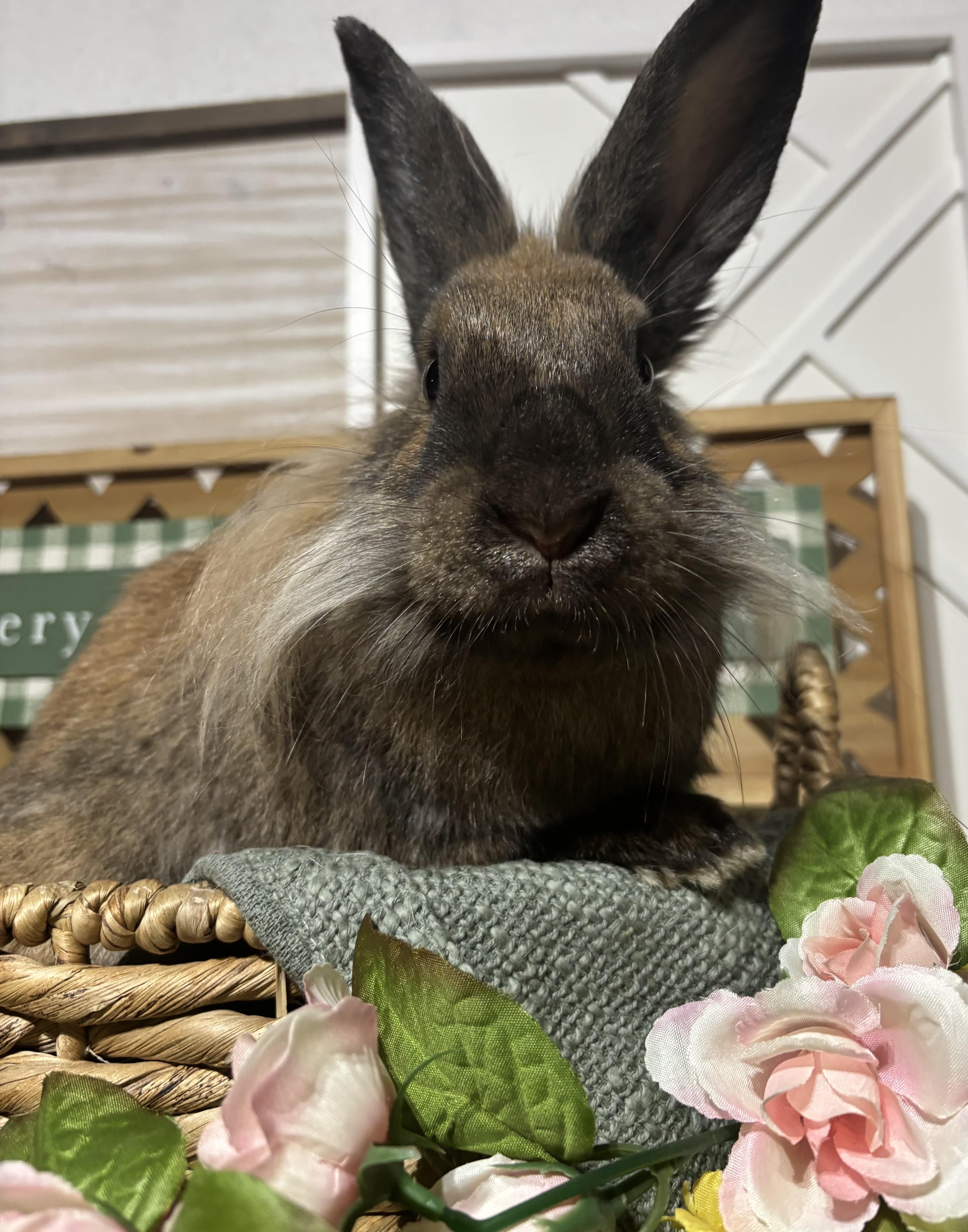 Enlarge Sammi: video!!, a ADOPTABLE Lionhead in Edinburg, PA image 6/6