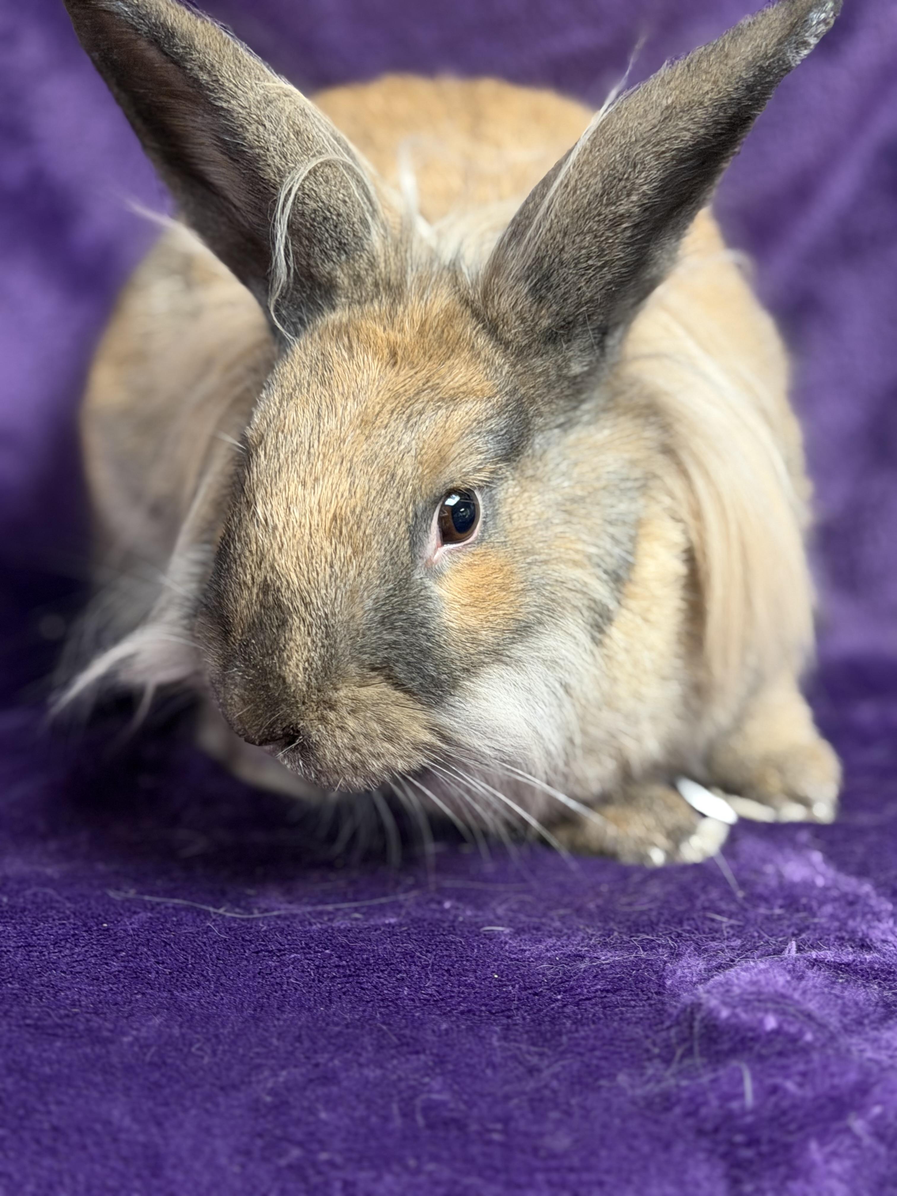 Enlarge Sammi: video!!, a ADOPTABLE Lionhead in Edinburg, PA image 2/6