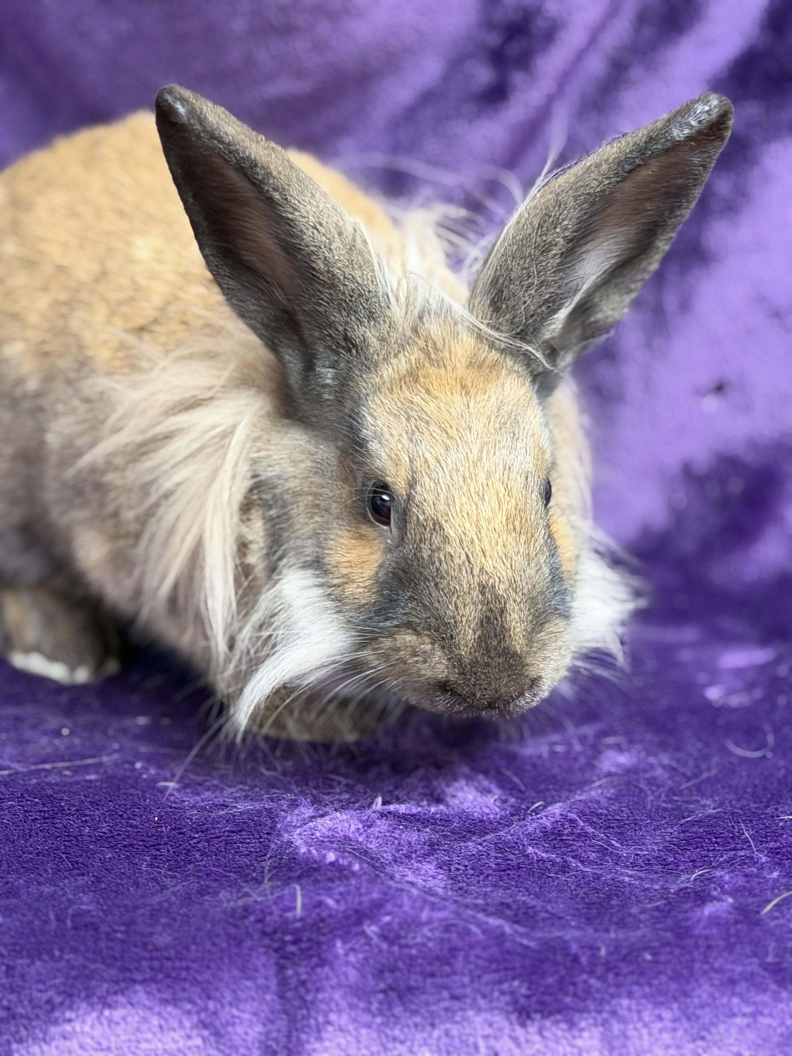 Enlarge Sammi: video!!, a ADOPTABLE Lionhead in Edinburg, PA image 3/6