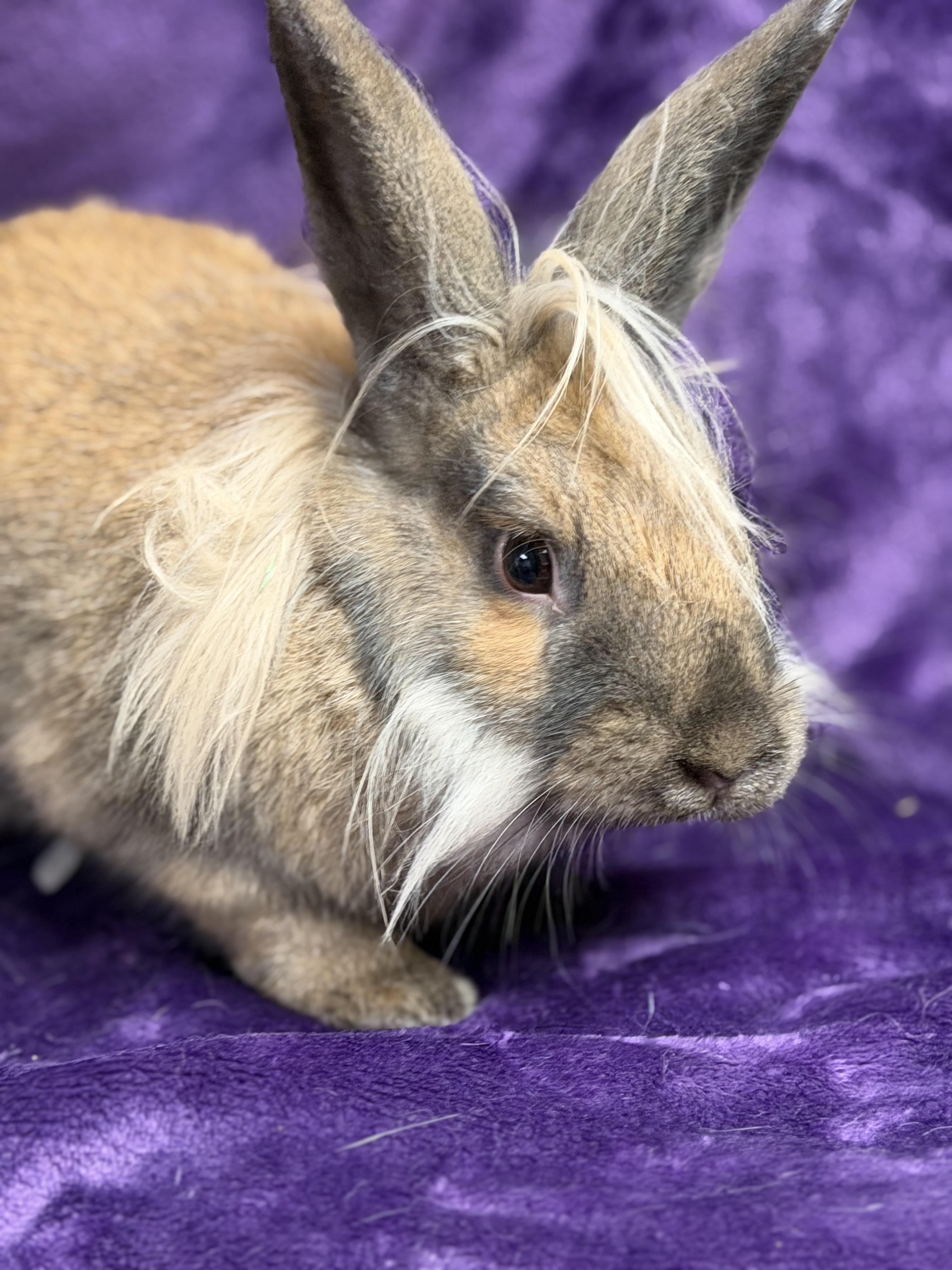 Enlarge Sammi: video!!, a ADOPTABLE Lionhead in Edinburg, PA image 5/6