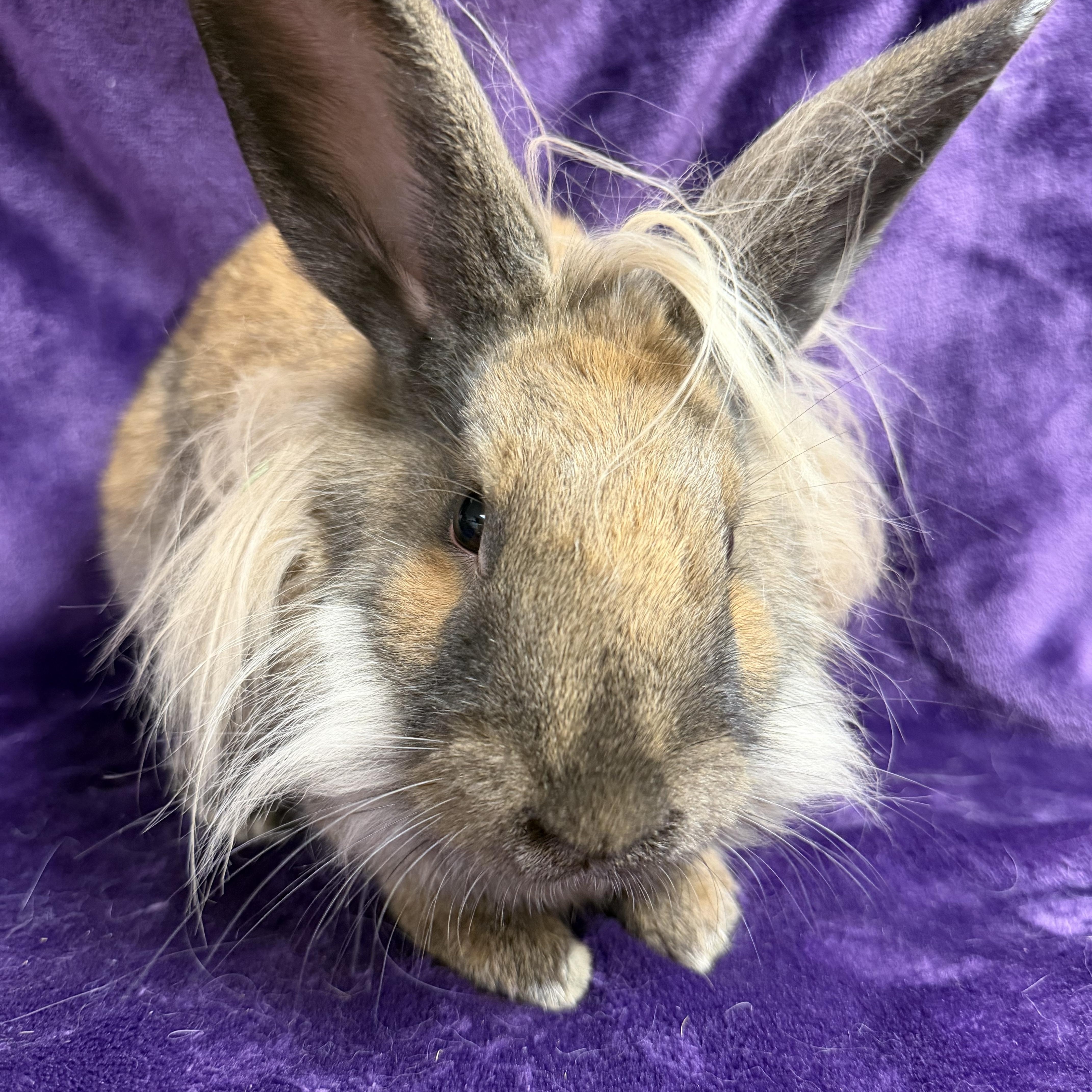 Enlarge Sammi: video!!, a ADOPTABLE Lionhead in Edinburg, PA image 6/6