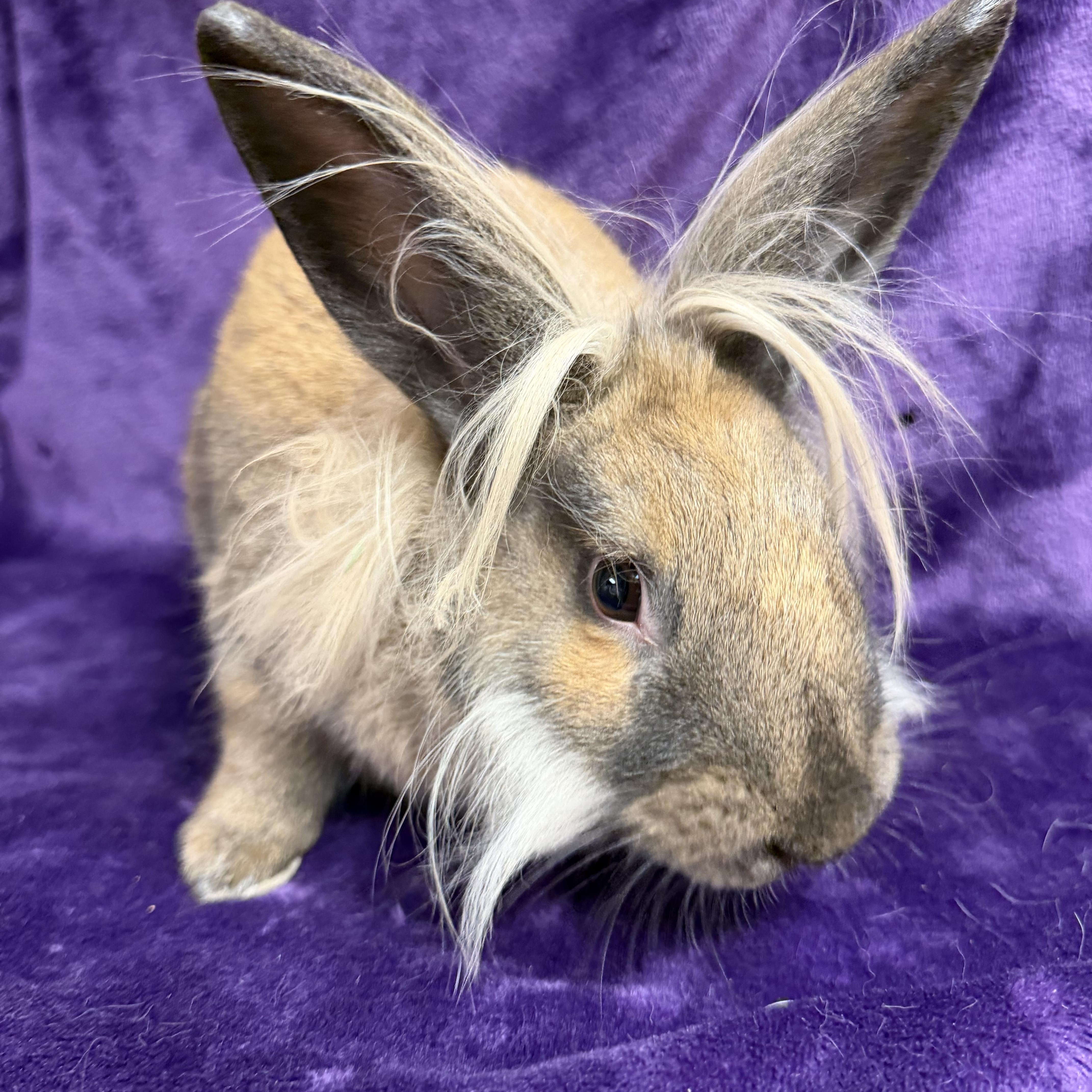 Sammi: video!!, ADOPTABLE, Young Female Lionhead.
