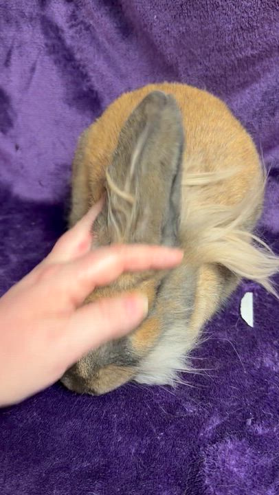 Enlarge Sammi: video!!, a ADOPTABLE Lionhead in Edinburg, PA video 4/6