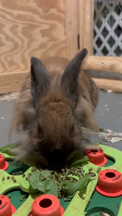Enlarge Sammi: video!!, a ADOPTABLE Lionhead in Edinburg, PA video 6/6