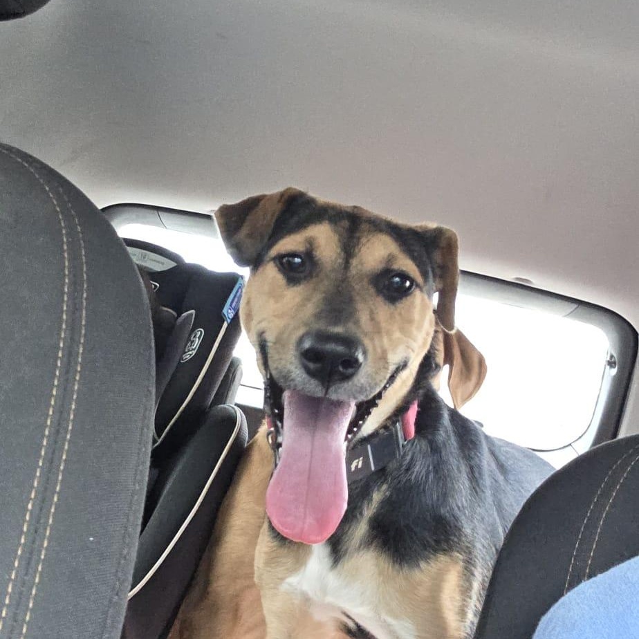 Prada, a Adoptable Mixed Breed in Annapolis, MD image 6/6