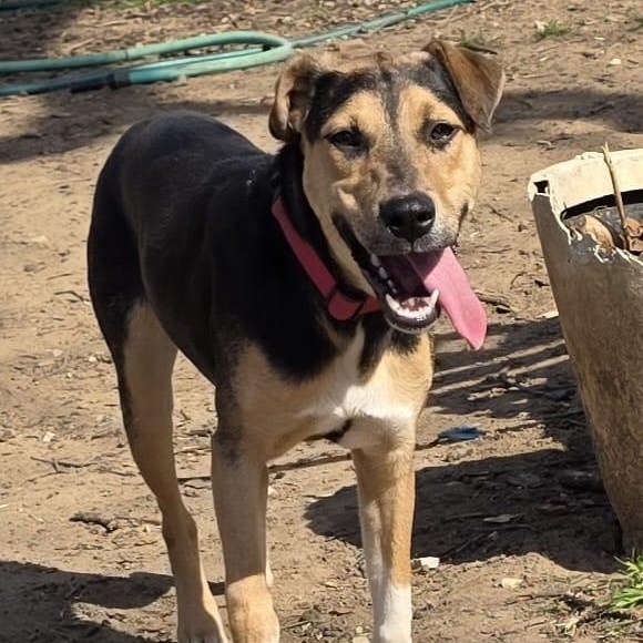 Prada, a Adoptable Mixed Breed in Annapolis, MD image 5/6