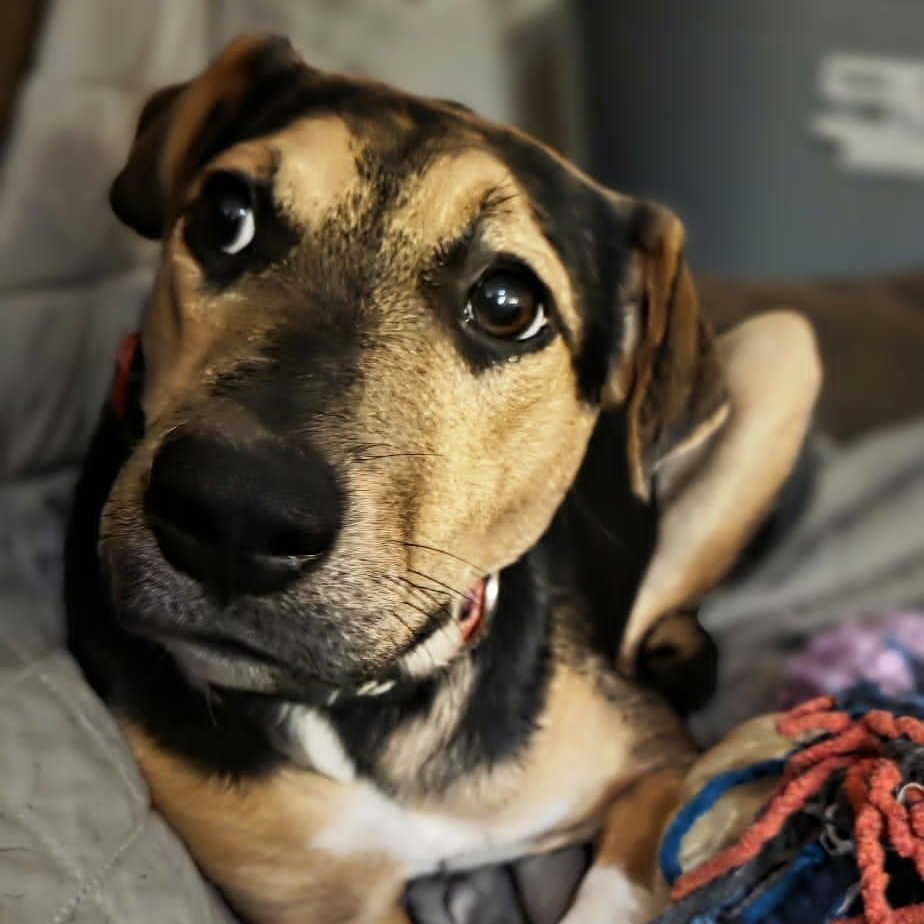 Prada, Adoptable, Young Female Mixed Breed.