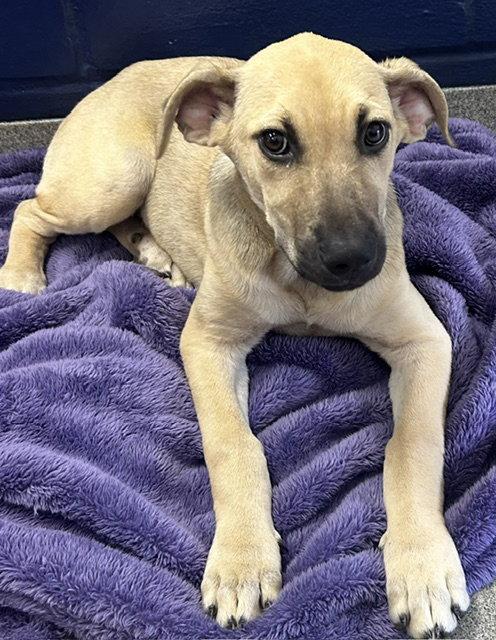Sadie 3 months AVAILABLE 8/12, Adoptable, Young Female Labrador Retriever.