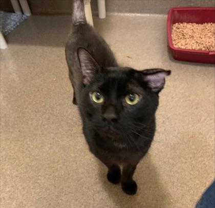 Enlarge Taz, a Adoptable mixed breed in Everett, WA image 1/1