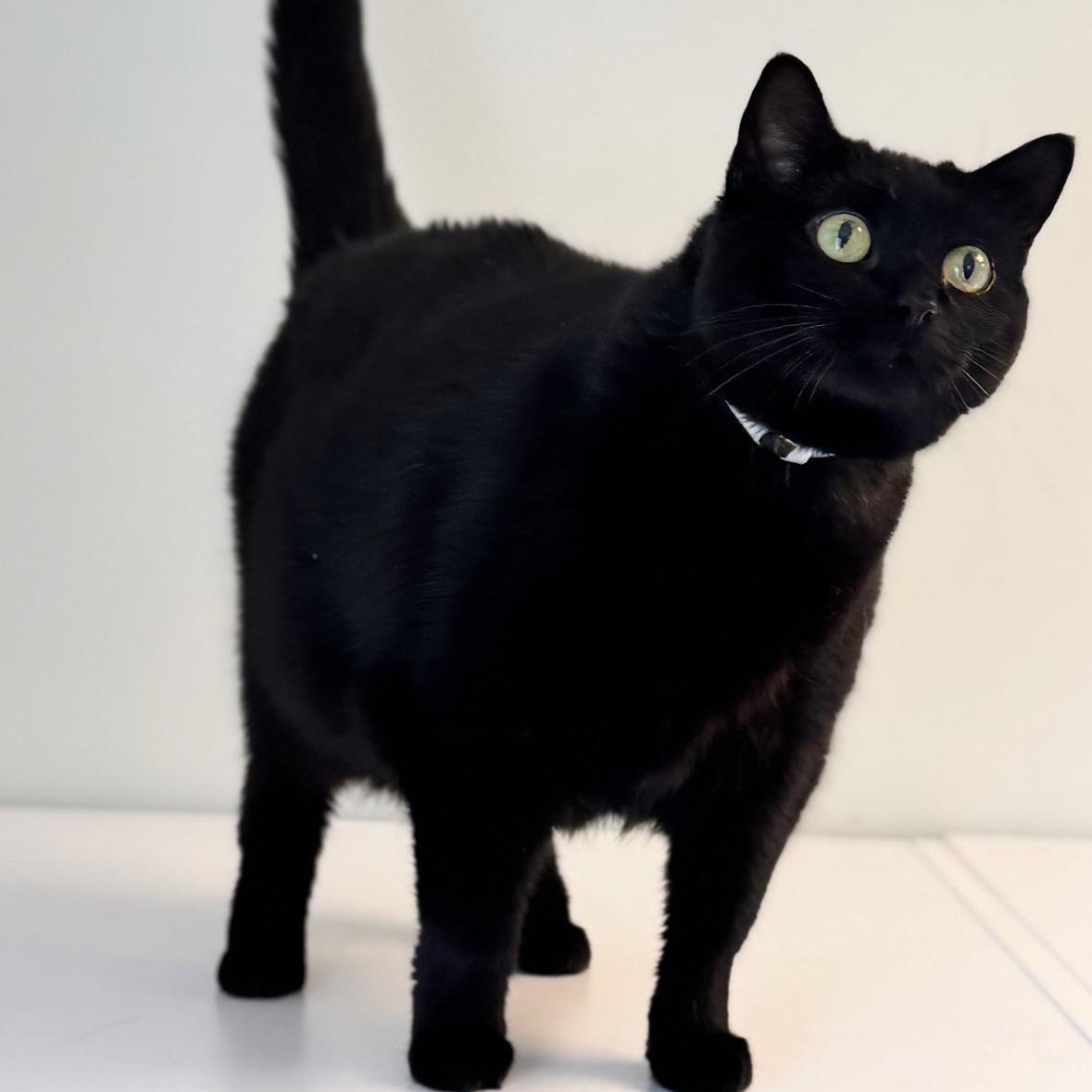 Dala, ADOPTABLE, Adult Female Domestic Short Hair.
