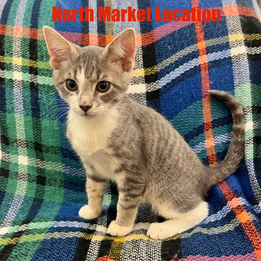 Apollo, Adoptable, Kitten Male Domestic Short Hair.