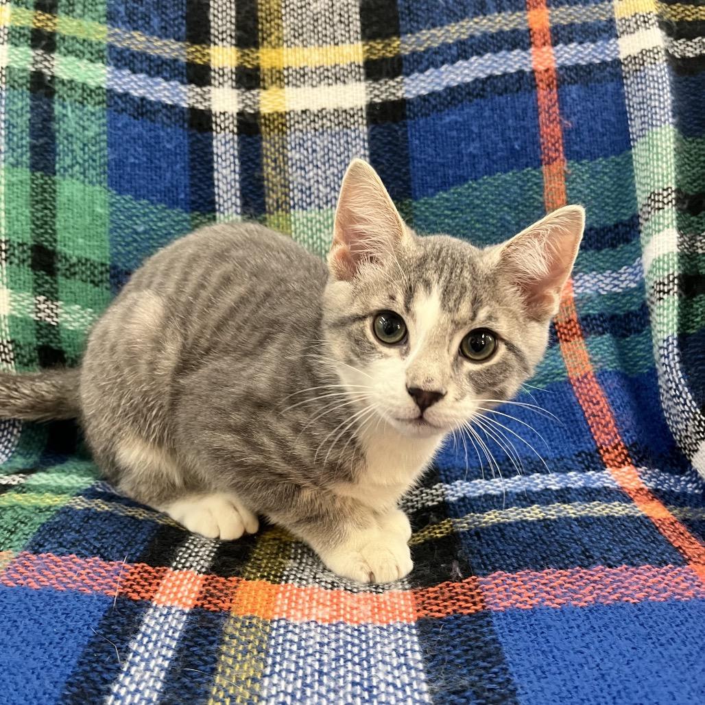 Enlarge Apollo, a Adoptable Domestic Short Hair in Raleigh, NC image 2/5