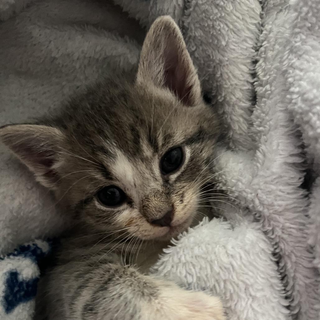 Enlarge Apollo, a Adoptable Domestic Short Hair in Raleigh, NC image 3/5