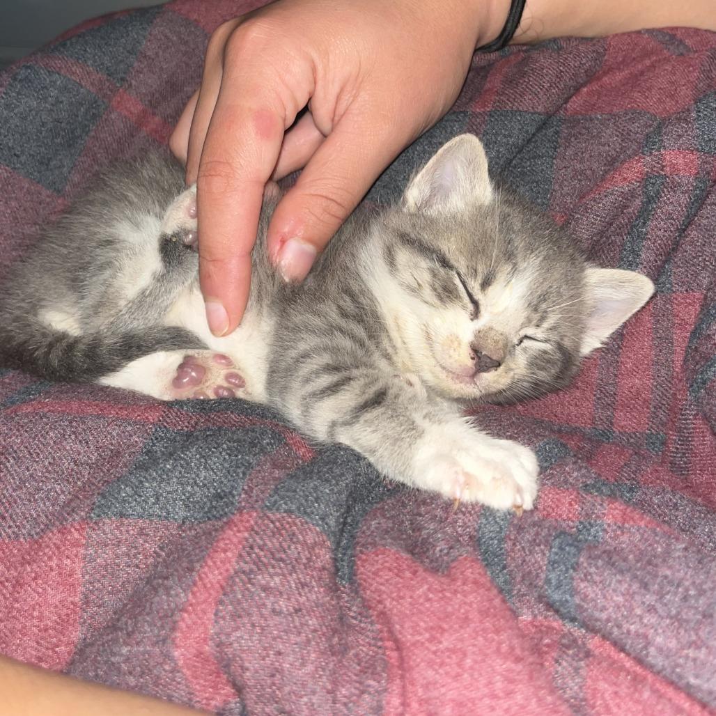 Enlarge Apollo, a Adoptable Domestic Short Hair in Raleigh, NC image 4/5