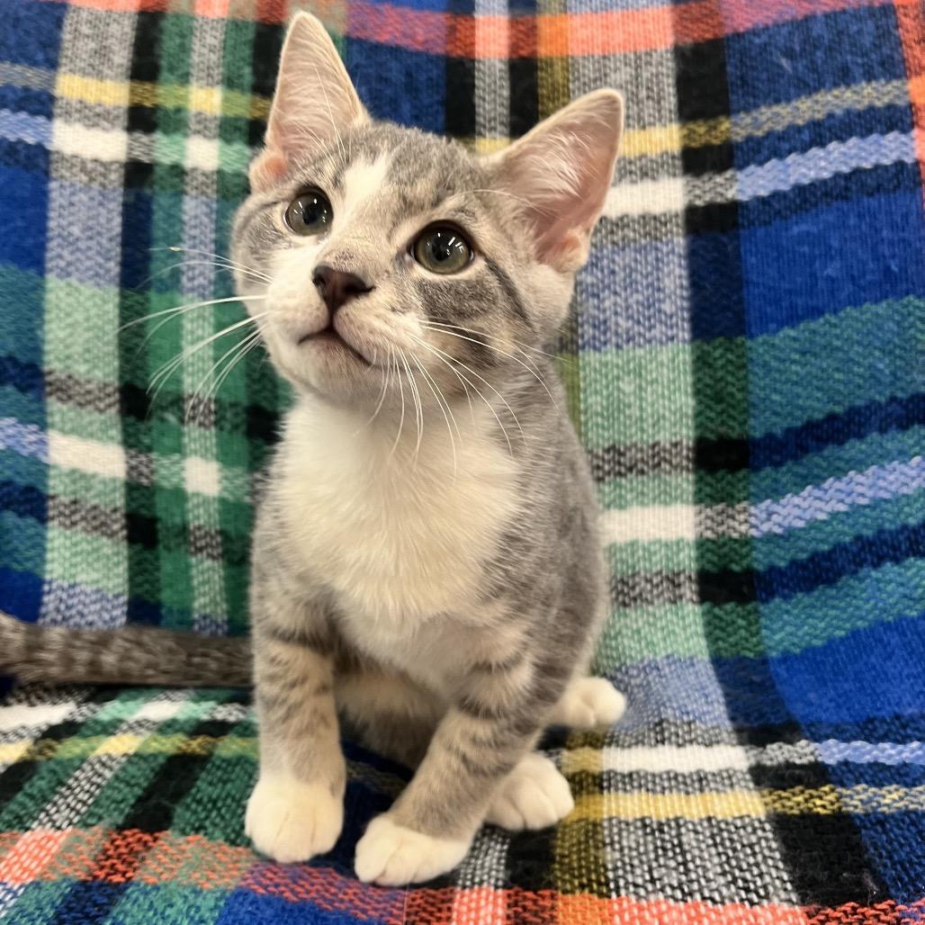 Enlarge Apollo, a Adoptable Domestic Short Hair in Raleigh, NC image 5/5