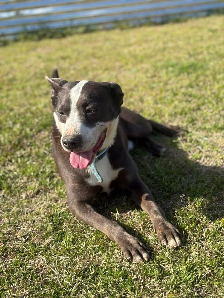 Enlarge Steelo, an adopted mixed breed in Mullins, SC image 3/3