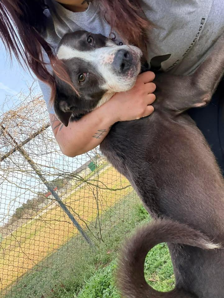 Enlarge Steelo, an adopted mixed breed in Mullins, SC image 2/3