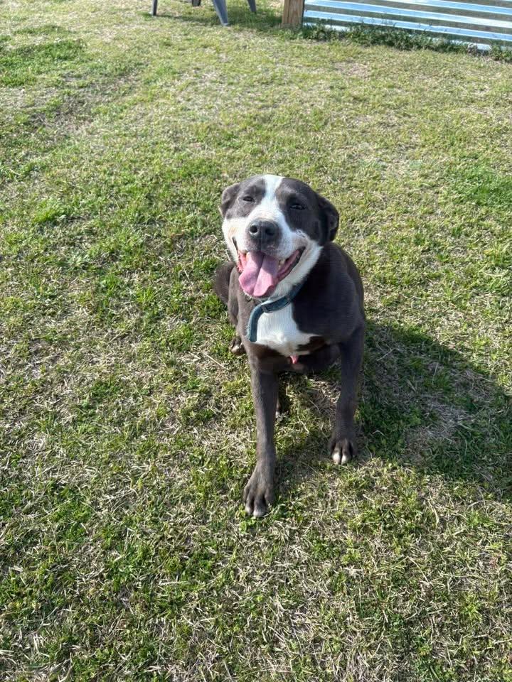 Steelo, adopted, Adult Male Mixed Breed.