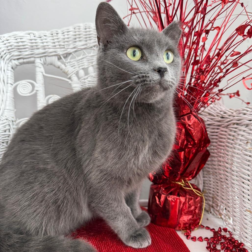 Countess Slate thumbnail 3