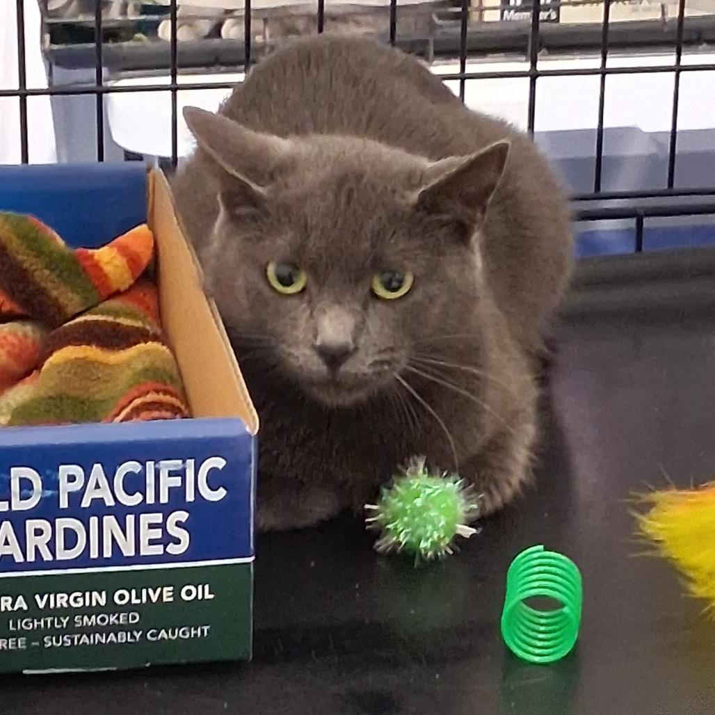 Countess Slate thumbnail 4