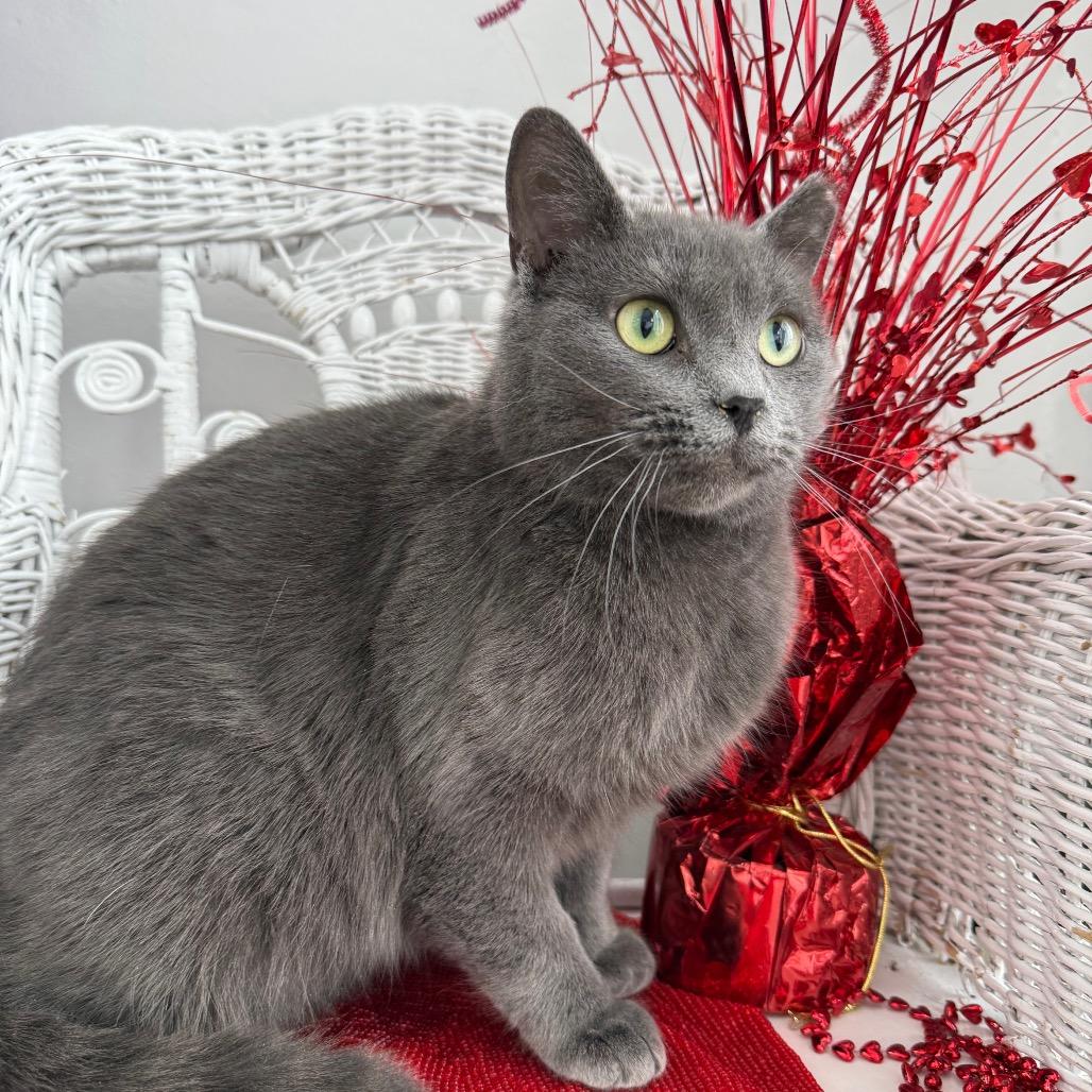 Countess Slate thumbnail 6