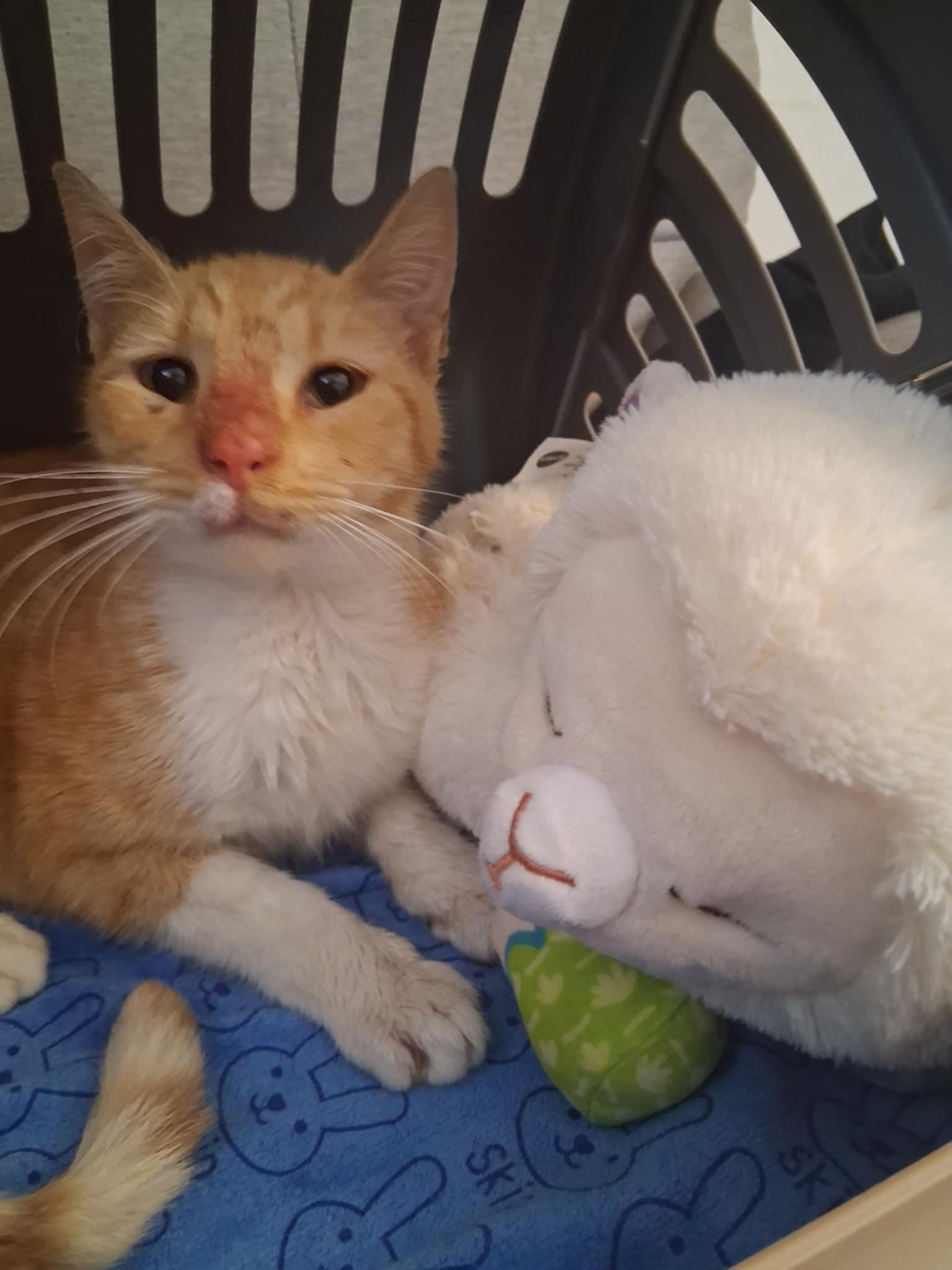 Leon, a Adoptable Domestic Short Hair in Warren, NJ image 3/3