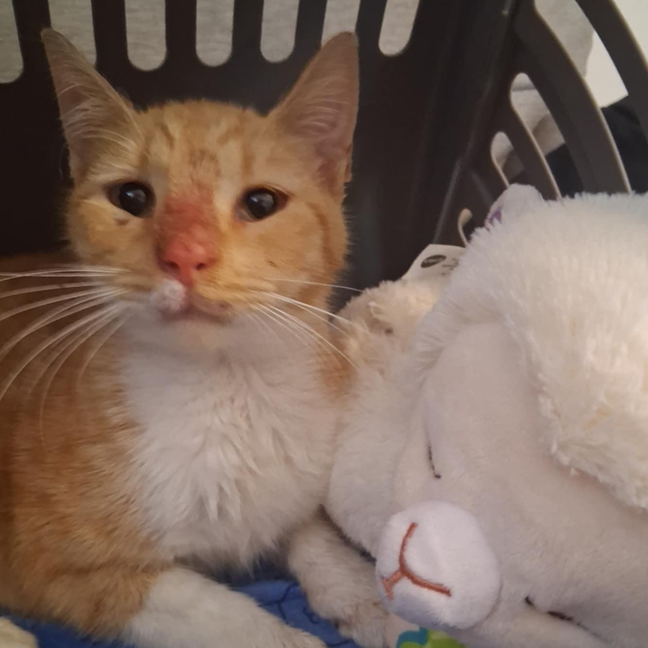 Leon, Adoptable, Kitten Male Domestic Short Hair.