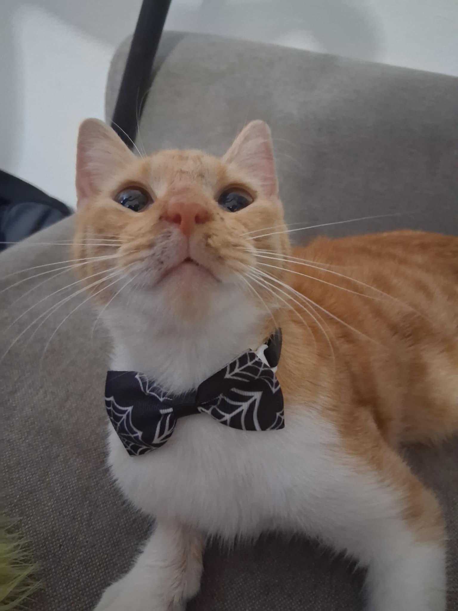 Leon, a Adoptable Domestic Short Hair in Warren, NJ image 2/3