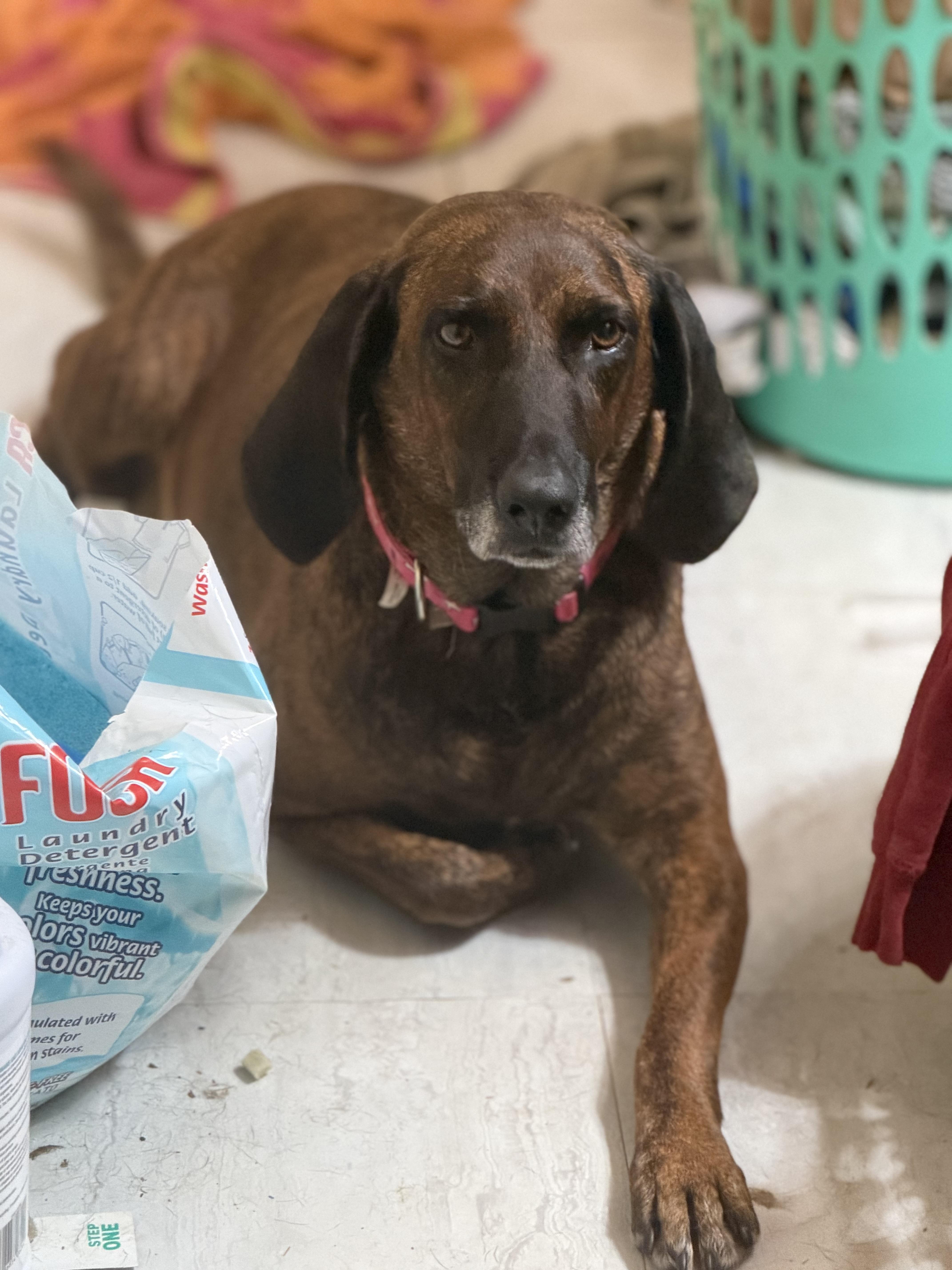 Enlarge Beaula, a Adoptable Plott Hound in Woburn, MA image 2/5