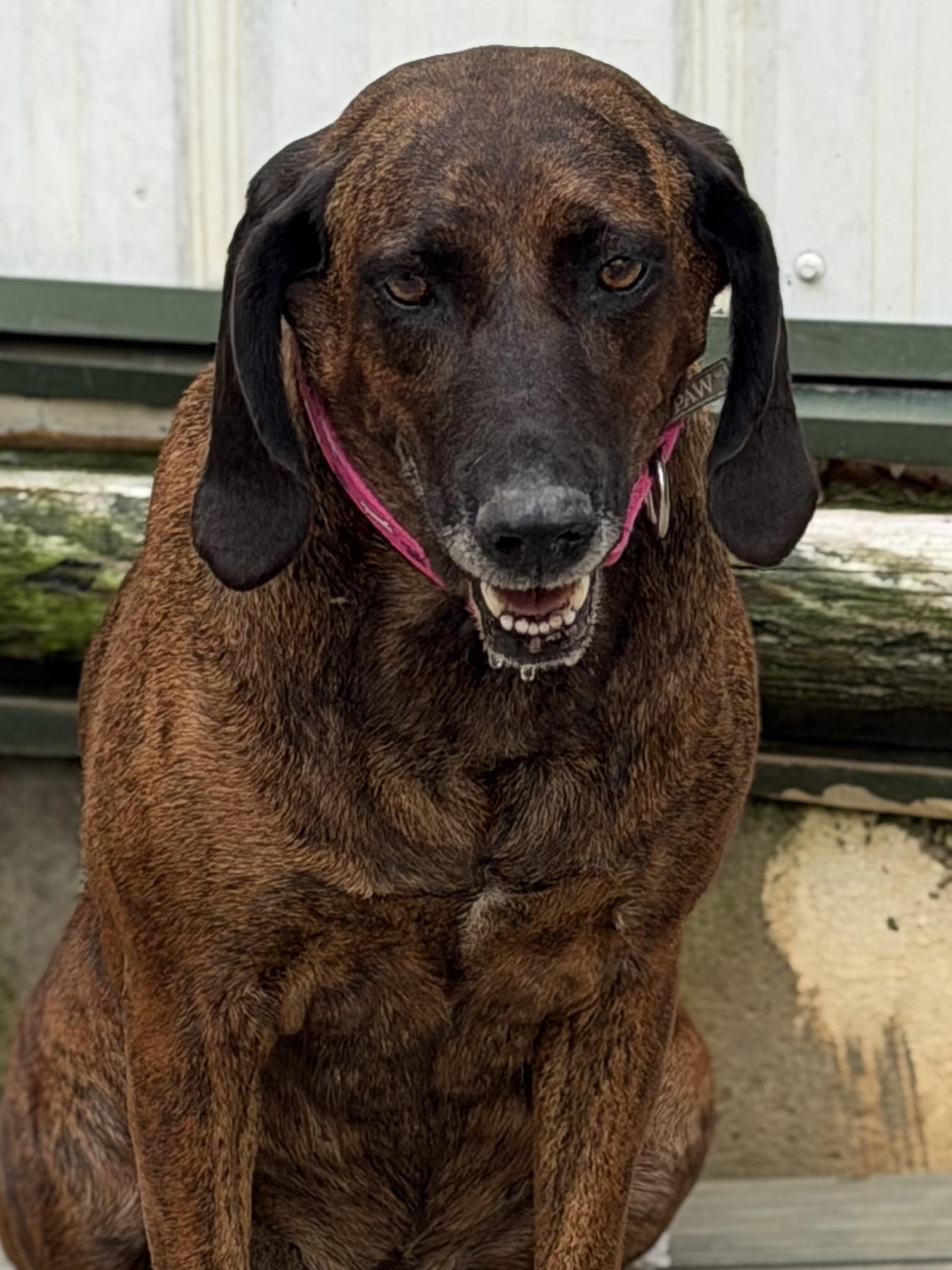 Enlarge Beaula, a Adoptable Plott Hound in Woburn, MA image 5/5