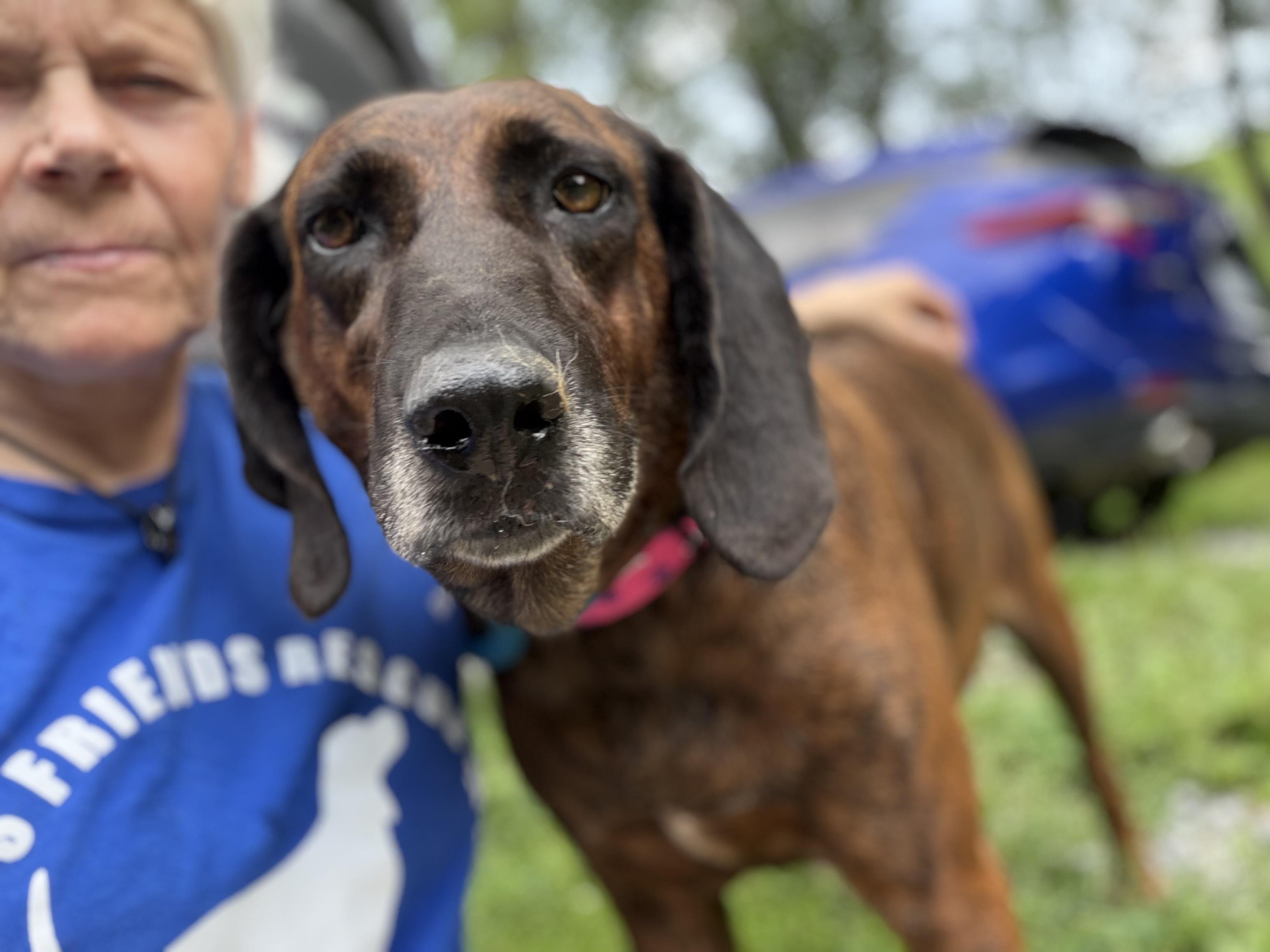 Enlarge Beaula, a Adoptable Plott Hound in Woburn, MA image 4/5