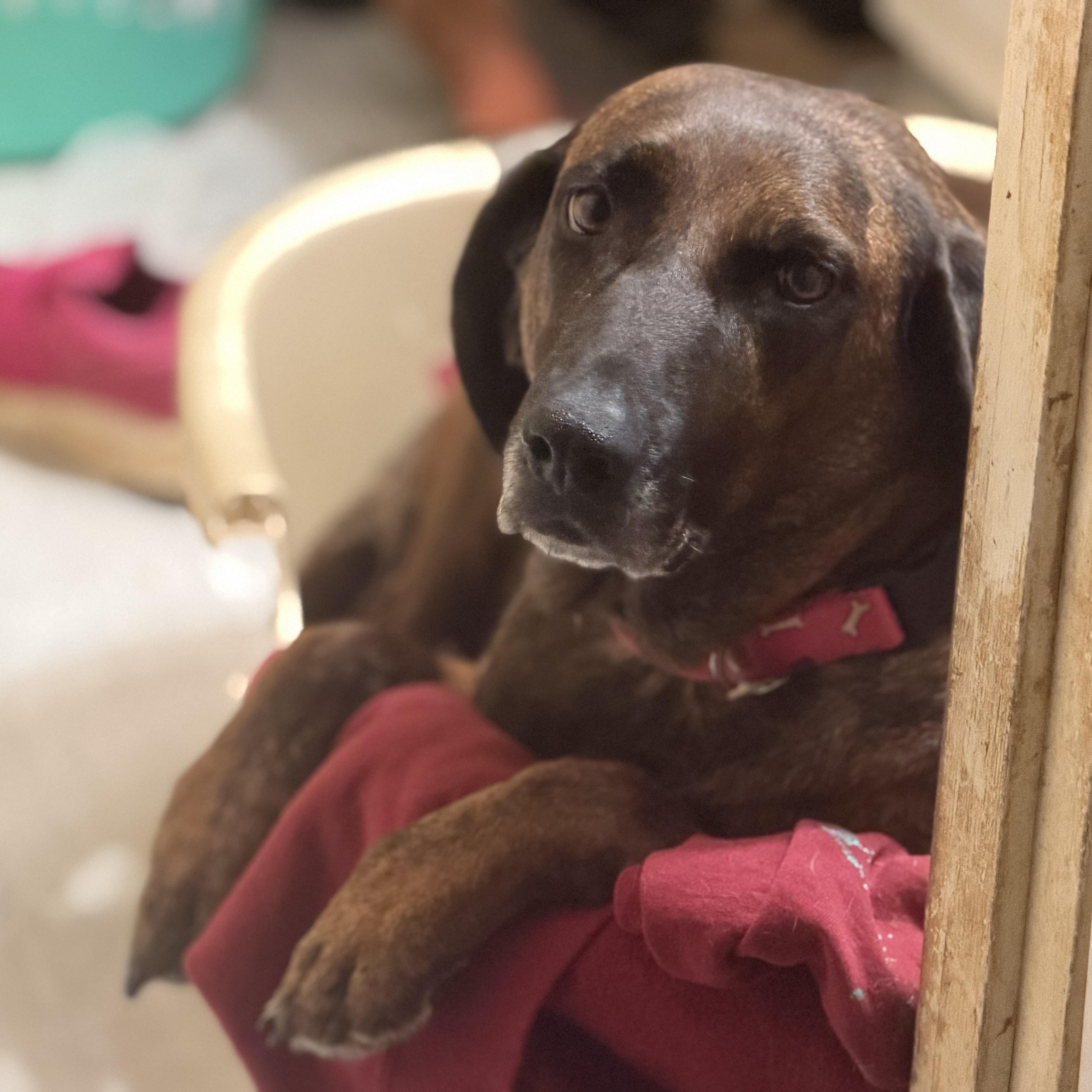 Enlarge Beaula, a Adoptable Plott Hound in Woburn, MA image 1/5