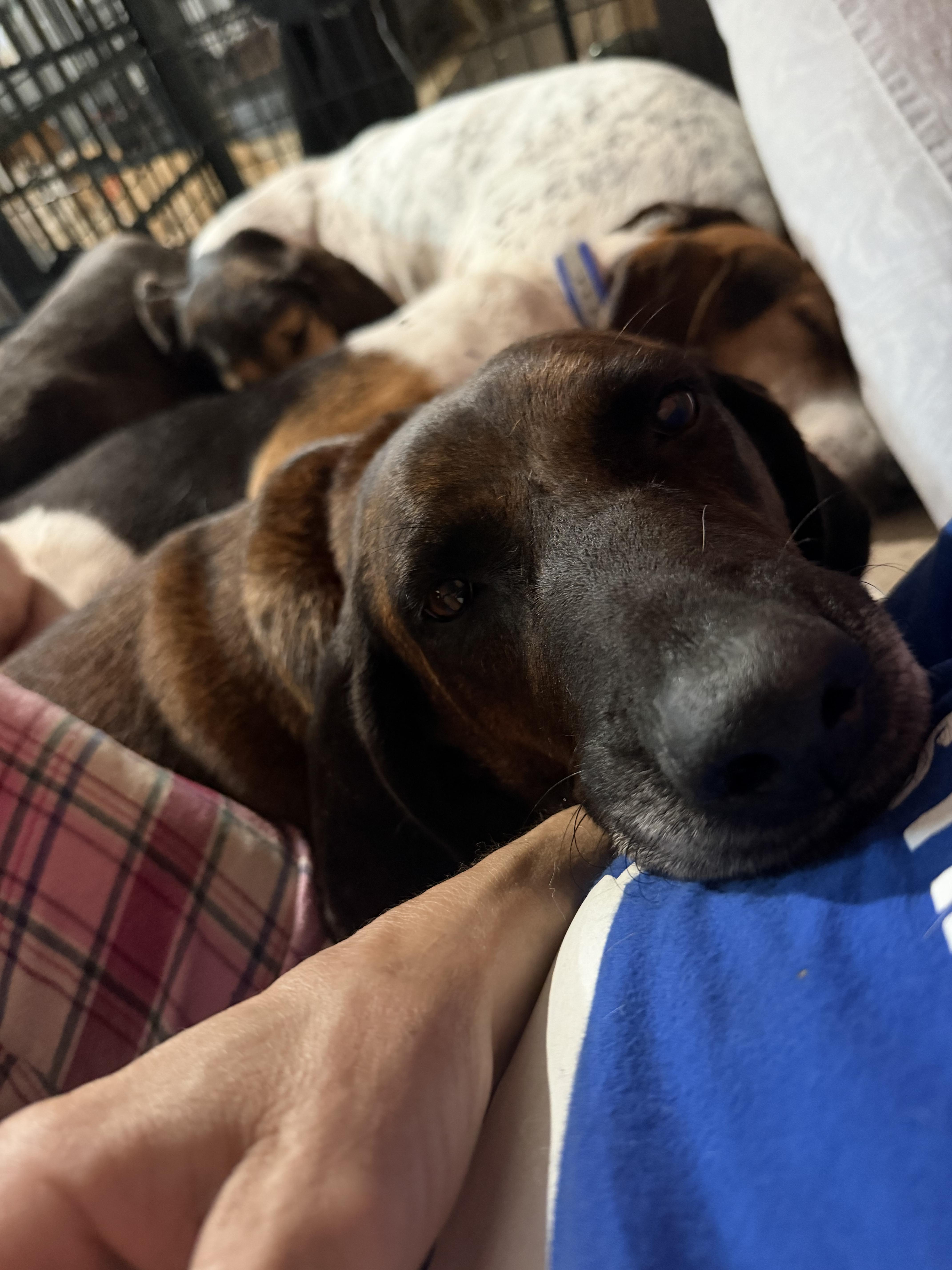 Enlarge Beaula, a Adoptable Plott Hound in Woburn, MA image 3/5